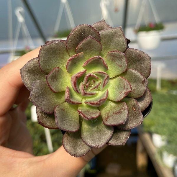 green and purple foliage on the succulent echeveria moranii plant