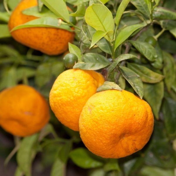 mandarin oranges from a page tree close up with green foliage