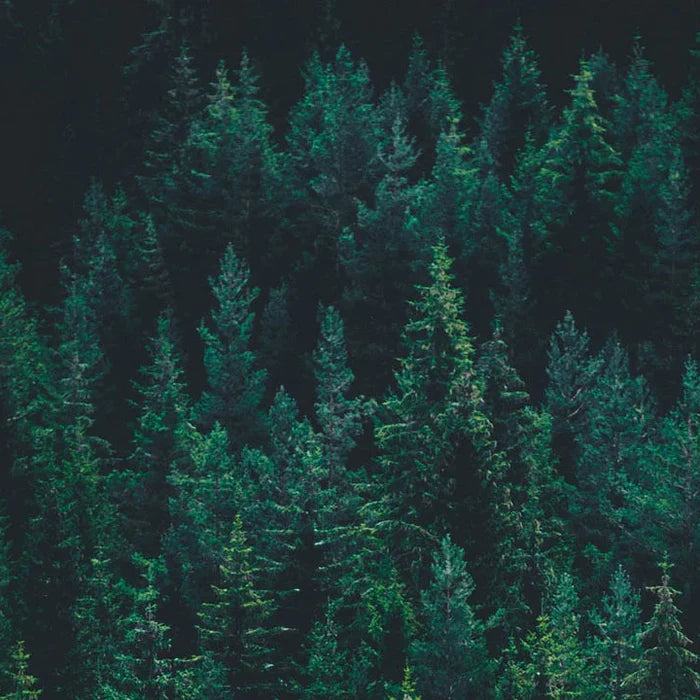 A dense forest of tall evergreen trees in deep green and dark teal tones, filling the entire frame.