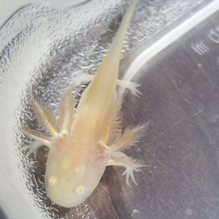 Albino Axolotl (Ambystoma mexicanum):Jungle Bob's Reptile World