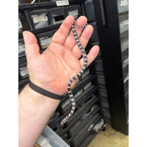 Anery "Black" Corn Snake (Baby)