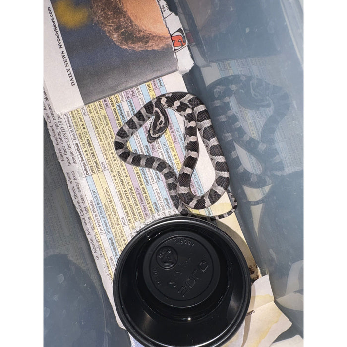 Anery "Black" Corn Snake (Baby)