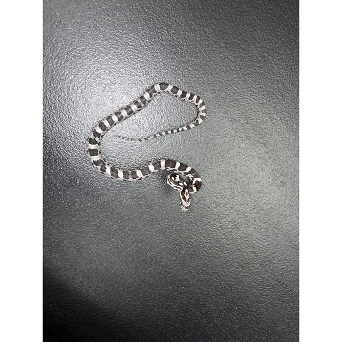 Anery "Black" Corn Snake (Baby)