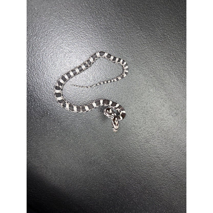 Anery "Black" Corn Snake (Baby)