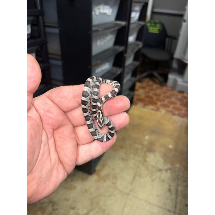 Anery "Black" Corn Snake (Baby)