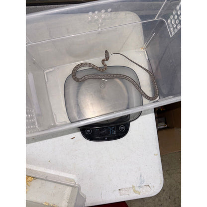 Baird's Rat Snake (Pantherophis baridi)