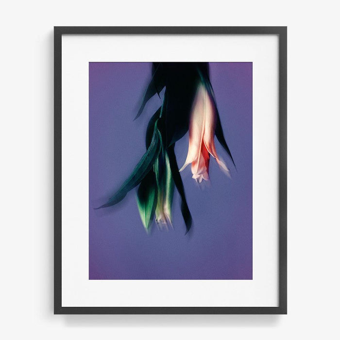 24 x 18 inches | Edition of 10 / Black / Matted