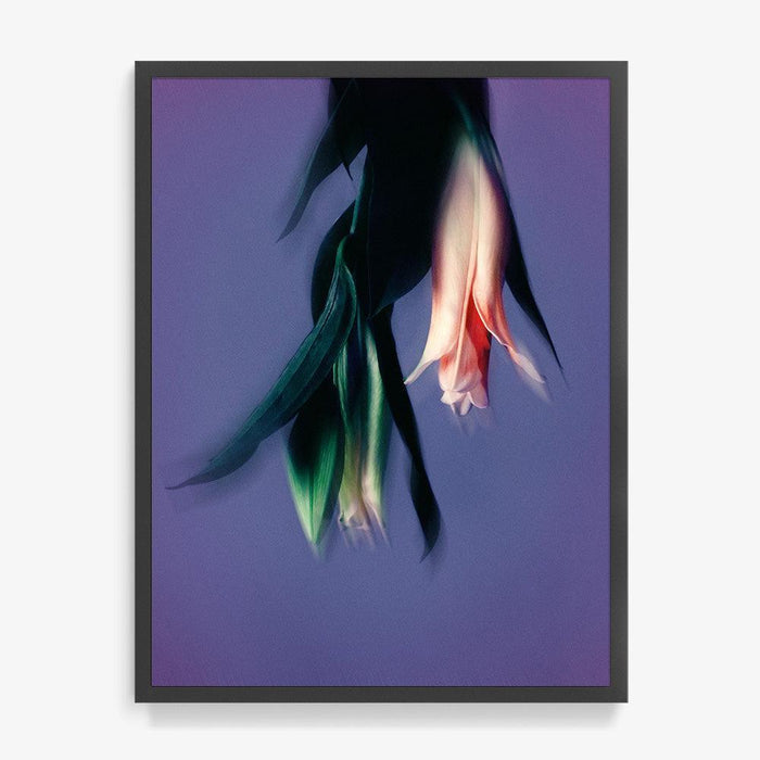 24 x 18 inches | Edition of 10 / Black / Full Bleed