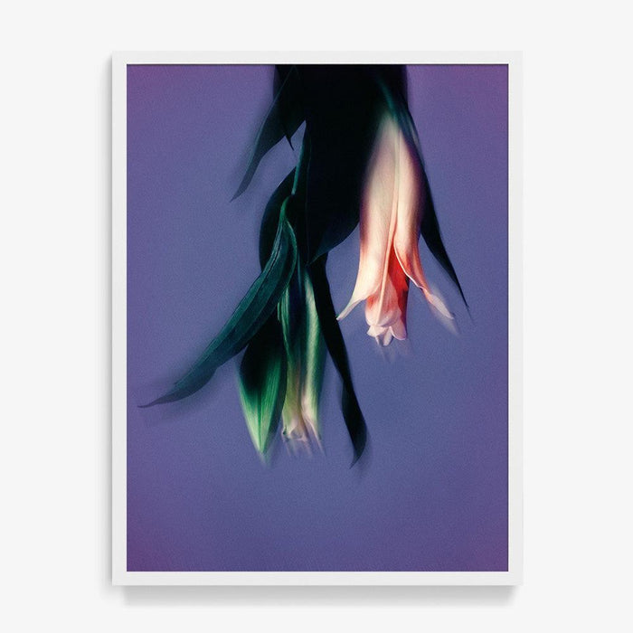 24 x 18 inches | Edition of 10 / White / Full Bleed