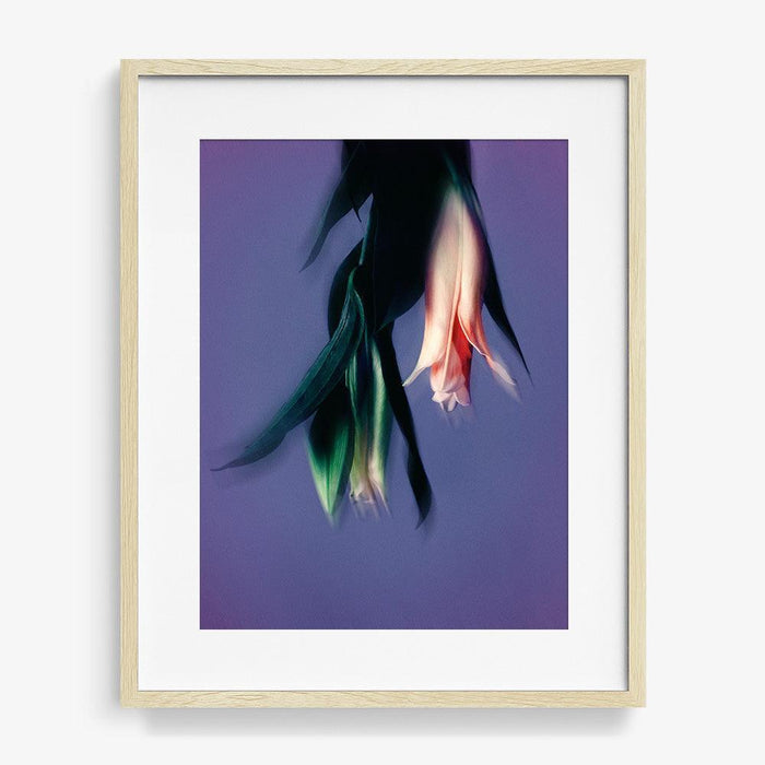 24 x 18 inches | Edition of 10 / Natural / Matted