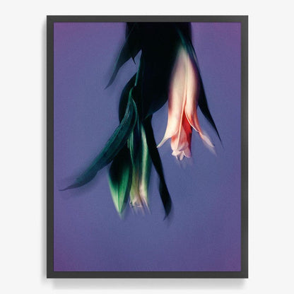 40 x 30 inches | Edition of 7 / Black / Full Bleed