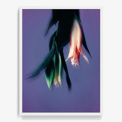 40 x 30 inches | Edition of 7 / White / Full Bleed