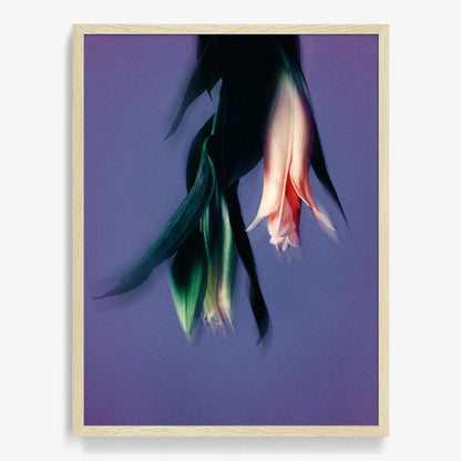 40 x 30 inches | Edition of 7 / Natural / Full Bleed