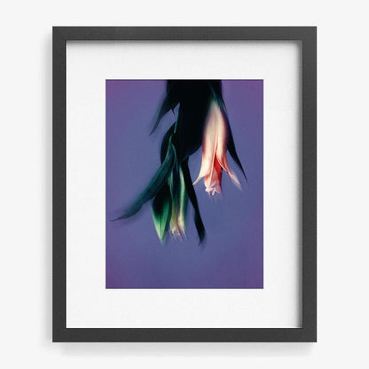 16 x 12 inches | Edition of 10 / Black / Matted