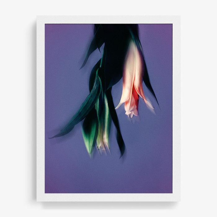 16 x 12 inches | Edition of 10 / White / Full Bleed