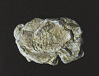 C1237 Wind Rock Mold 5x7