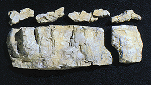 C1243 Base Rock Mold 10.5x5