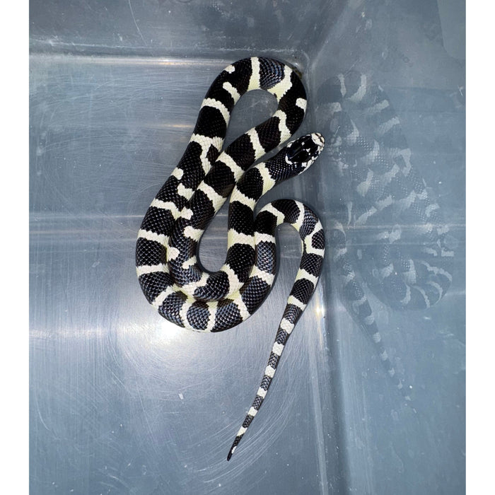 California Kingsnake (Banded) (CB Baby)