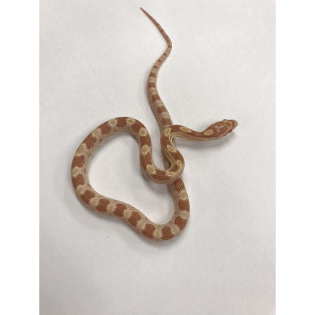 Butter Corn Snake:Jungle Bob's Reptile World