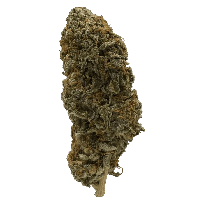 Close-up front view of the dense, frosty Double Bubbs bud with rust-colored pistils against a neutral background