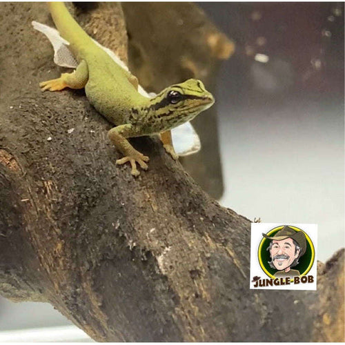 Electric Blue Day Gecko (unsexed) (Lygodactylus williamsi):Jungle Bob's Reptile World