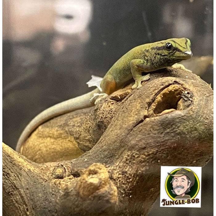 Electric Blue Day Gecko (unsexed) (Lygodactylus williamsi):Jungle Bob's Reptile World