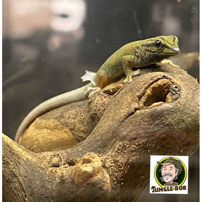 Electric Blue Day Gecko (unsexed) (Lygodactylus williamsi):Jungle Bob's Reptile World
