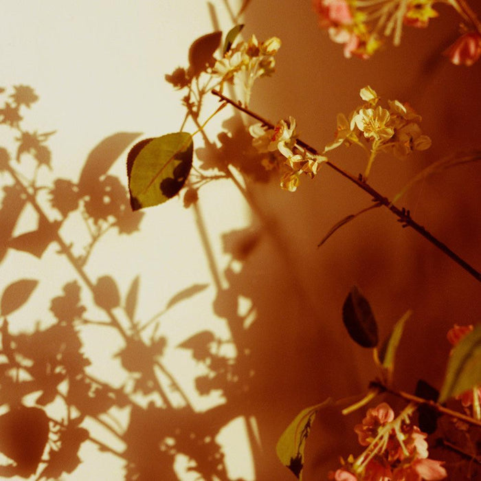 Kissed , Photograph by Kissed Tappan