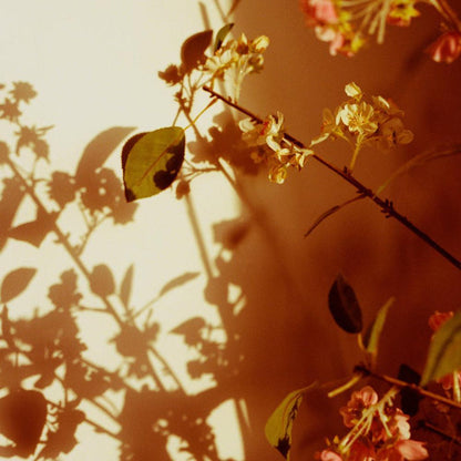 Kissed , Photograph by Kissed Tappan