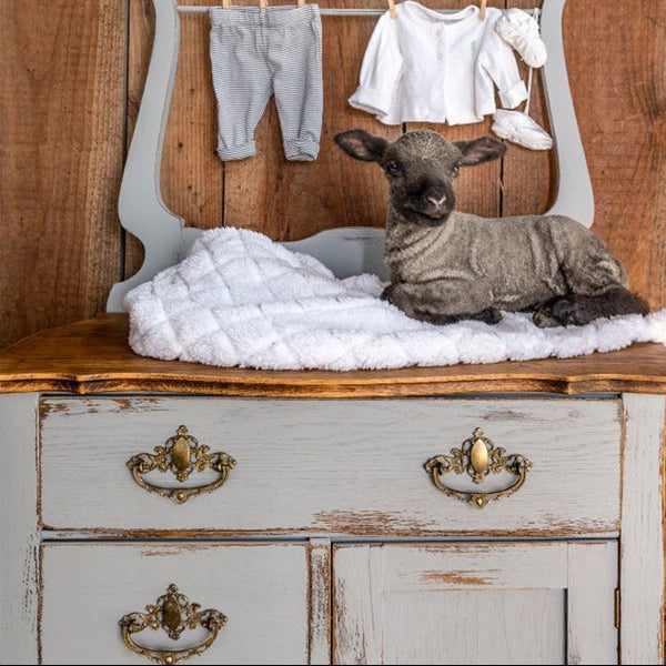 Little Lamb