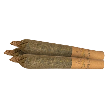 Close-up of two Maple RNTZ PR 3 x 0.5 g pre-rolls side by side on a plain background, twisted tips and brown crutch visible.