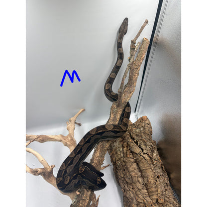 Motley Colombian Red Tail Boa (Boa constrictor imperator)