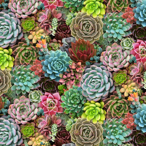 Multi Succulents- Fat Quarter