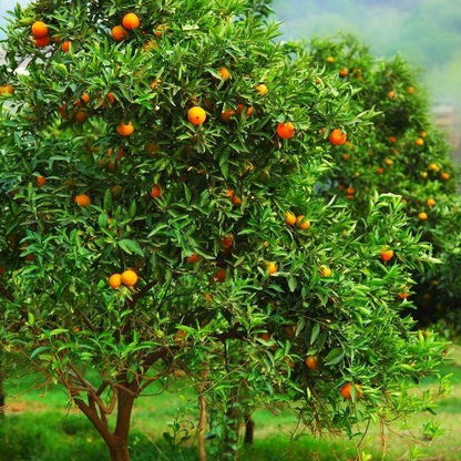 far away shot of a page mandarin tree with mandarins on the tree