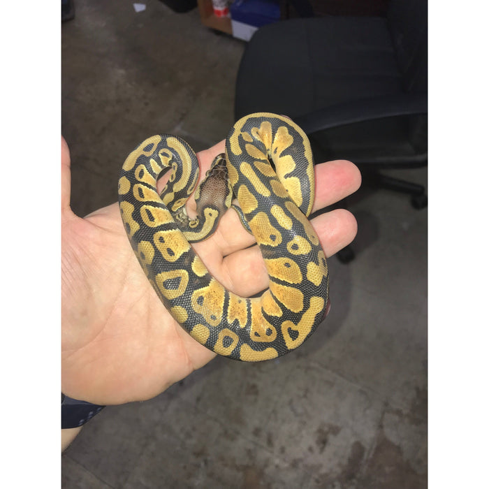 Pastel Ball Python (Babies)