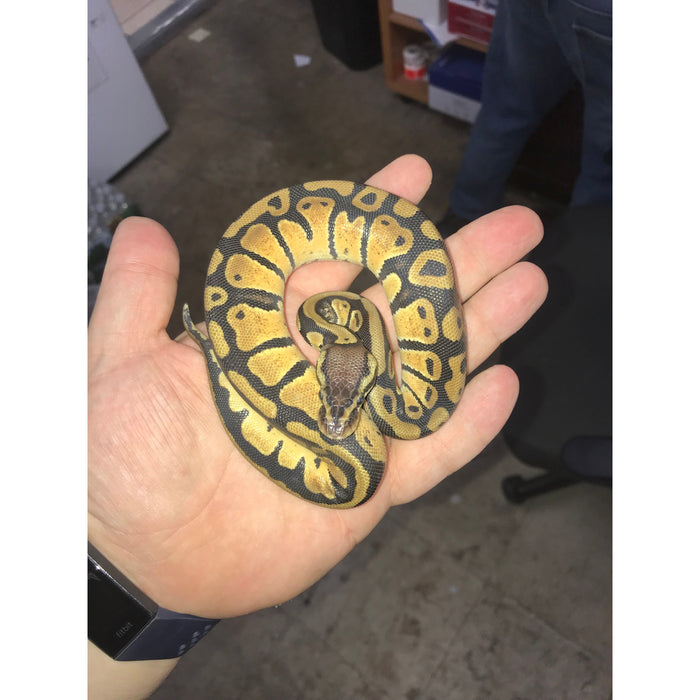 Pastel Ball Python (Babies)