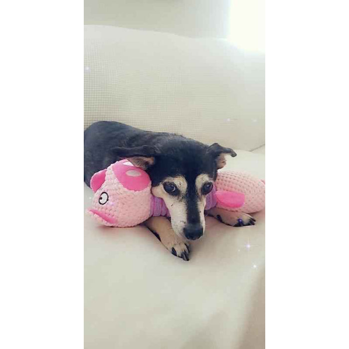 Piggy Plush Toy