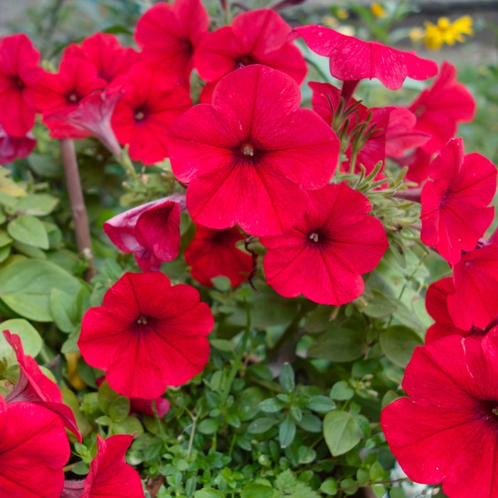 bright red petunias cool season spring annual in bloom