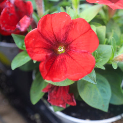 close up of bright red petunia in bloom