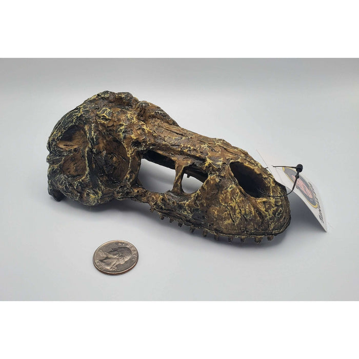 T-Rex Skull Decoration by Jungle Bob 5.5"x3"x2":Jungle Bob's Reptile World