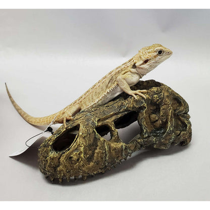 T-Rex Skull Decoration by Jungle Bob 5.5"x3"x2":Jungle Bob's Reptile World