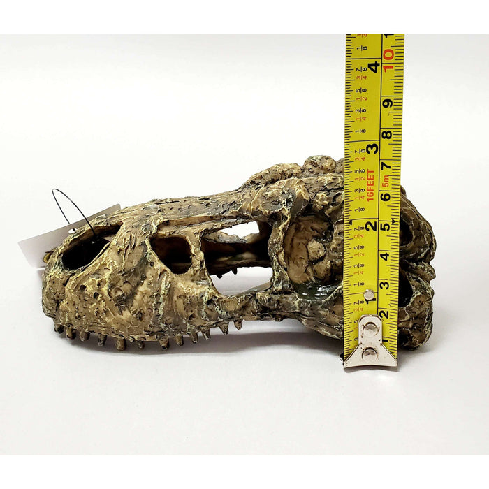 T-Rex Skull Decoration by Jungle Bob 5.5"x3"x2":Jungle Bob's Reptile World