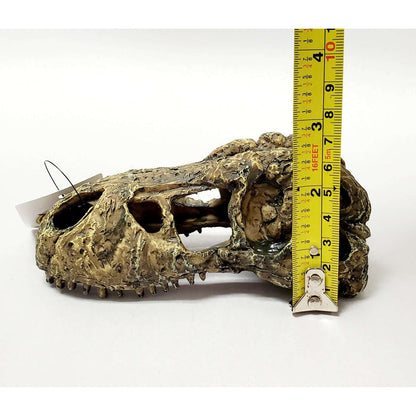 T-Rex Skull Decoration by Jungle Bob 5.5"x3"x2":Jungle Bob's Reptile World