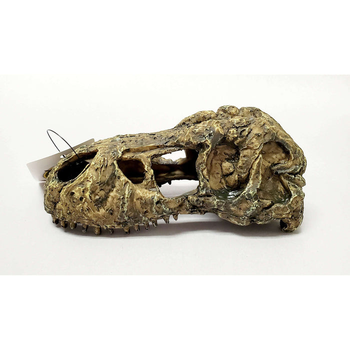 T-Rex Skull Decoration by Jungle Bob 5.5"x3"x2":Jungle Bob's Reptile World
