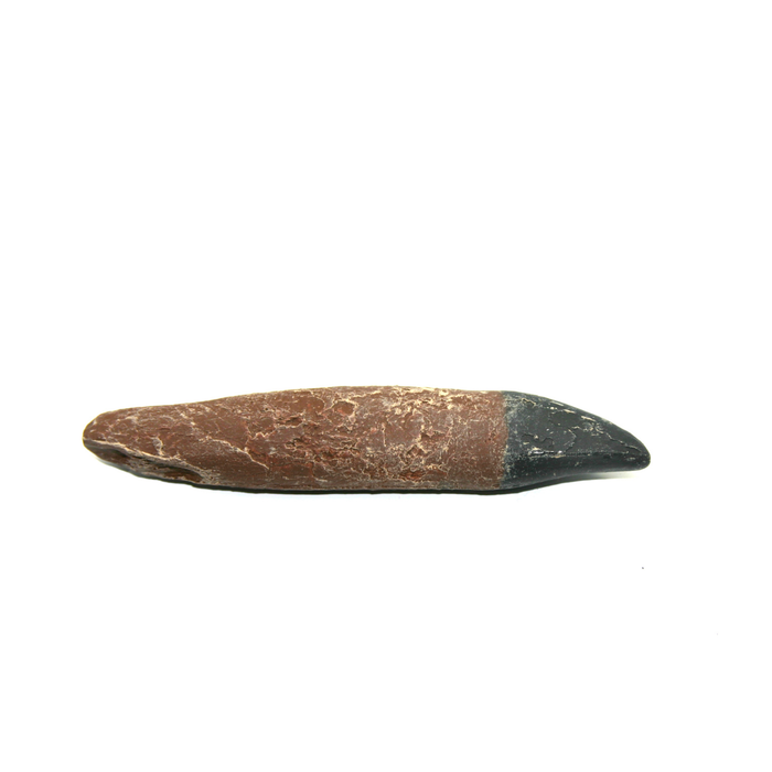 Tyrannosaurus Rex Cast Premaxillary Tooth